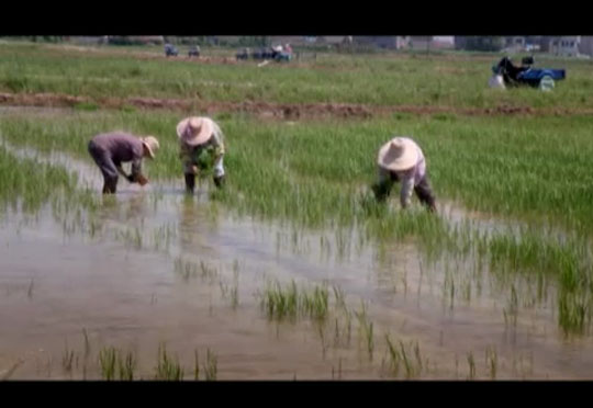 Future Food - China Stay or Go